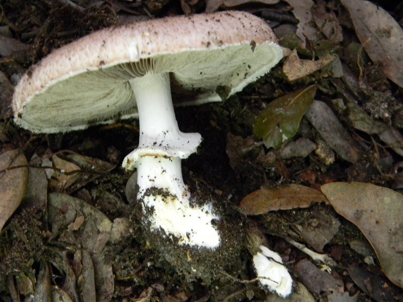 5) Fotogr.11.1.2015.sotto pineta con Leccio