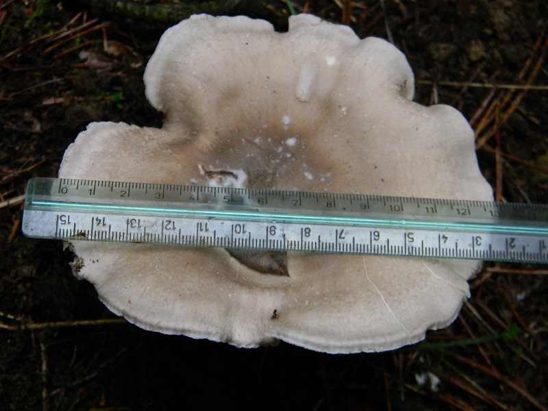 11) Fotogr.11.1.2015.sotto pineta con Leccio ultimo ritr.