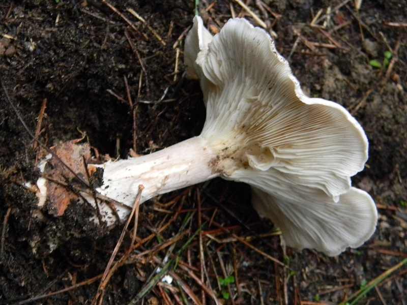 11) Fotogr.11.1.2015.sotto pineta con Leccio ultimo ritr.