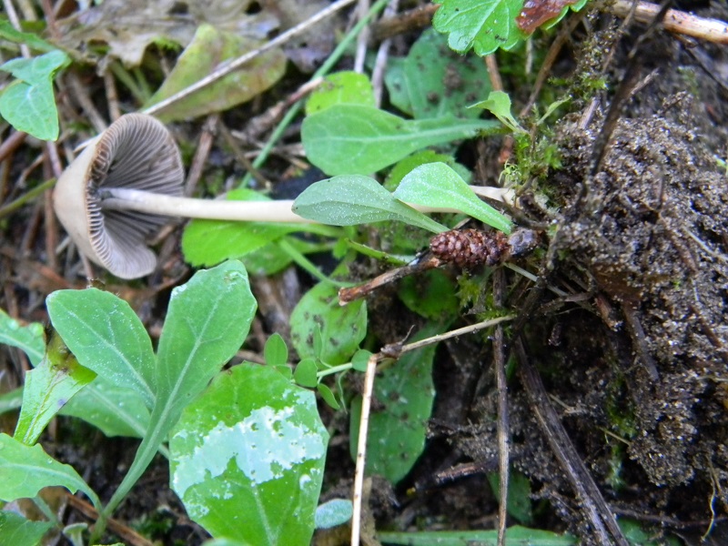4) Fotogr.il 17.1.2015.sotto pineta marina con Leccio
