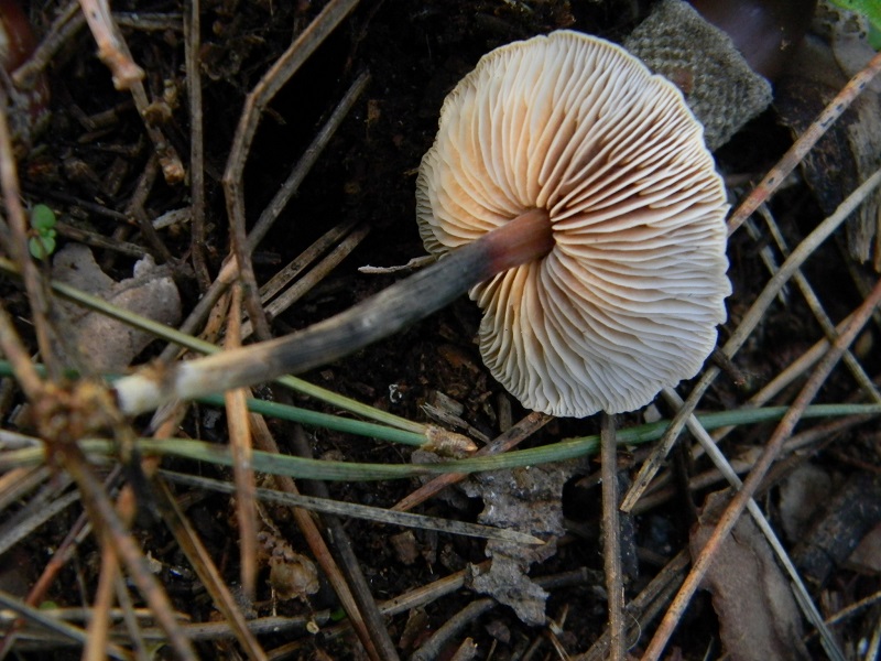 5) Fotogr.il 17.1.2015.sotto pineta marina con Leccio