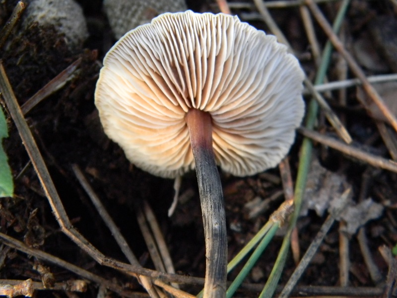 5) Fotogr.il 17.1.2015.sotto pineta marina con Leccio