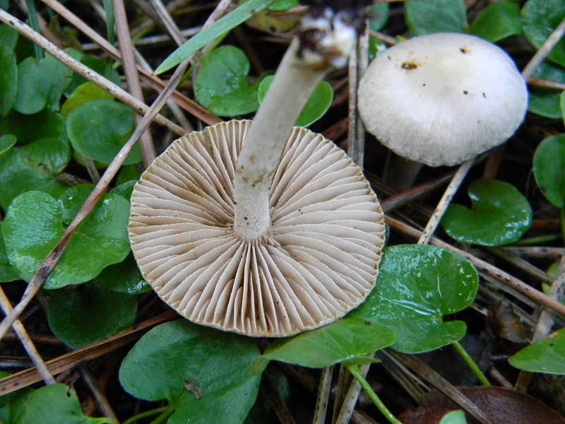 6)Fotogr.il 17.1.2015.sotto pineta marina con Leccio