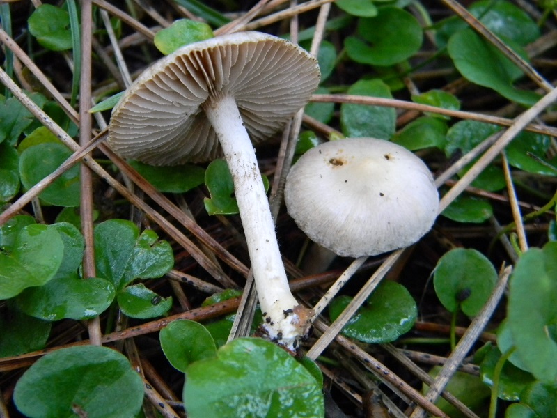 6)Fotogr.il 17.1.2015.sotto pineta marina con Leccio