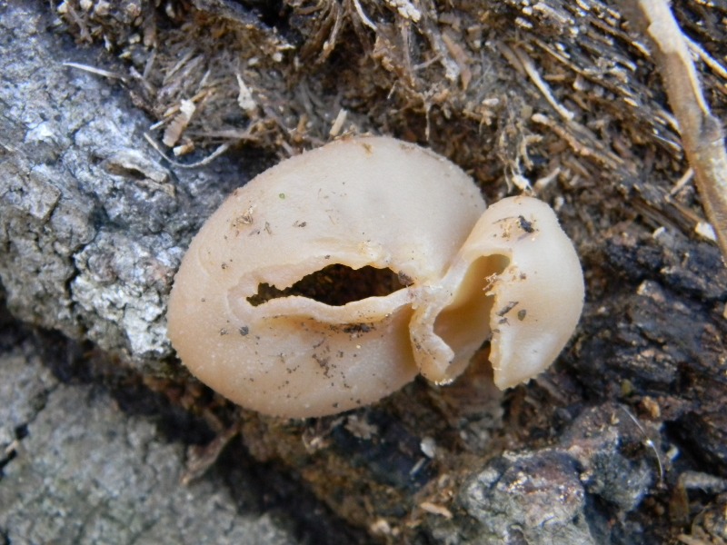 1)Fotogr. il 25.1.2013. sotto Quercia