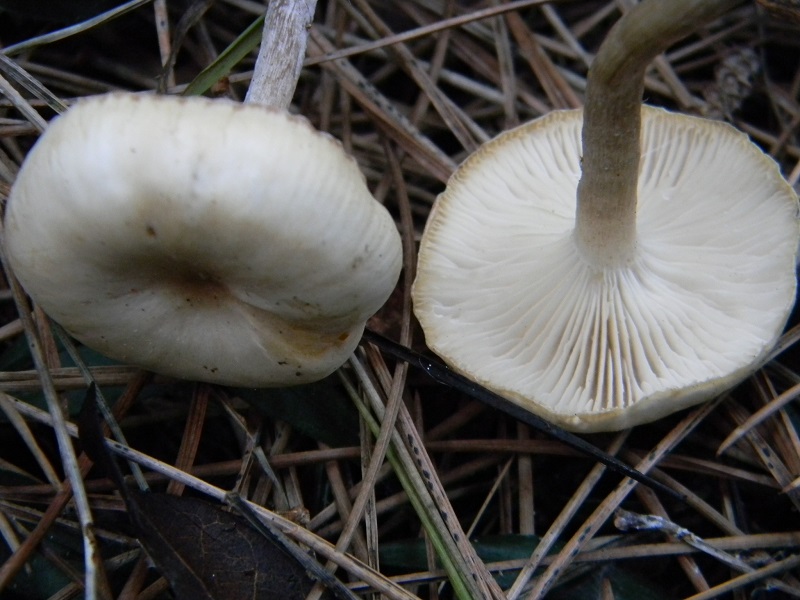 7) Fotogr.il 17.1.2015.sotto pineta marina con Leccio