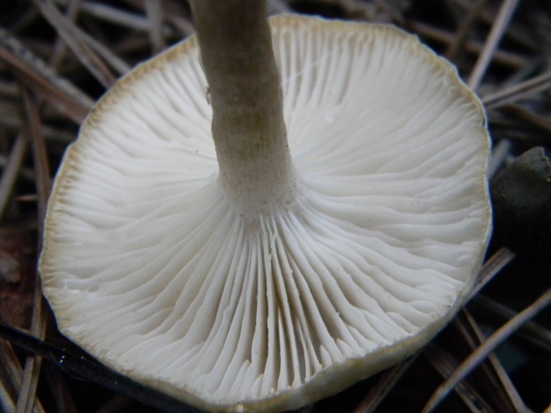 7) Fotogr.il 17.1.2015.sotto pineta marina con Leccio