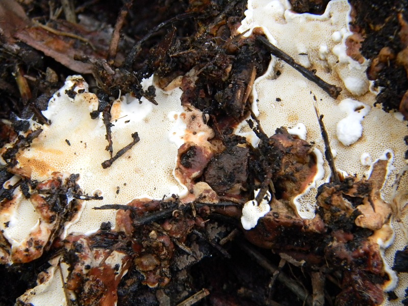 8) Fotogr.il 17.1.2015.sottto pineta marina con Leccio