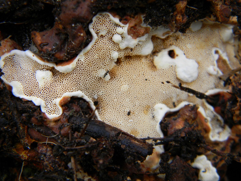 8) Fotogr.il 17.1.2015.sottto pineta marina con Leccio