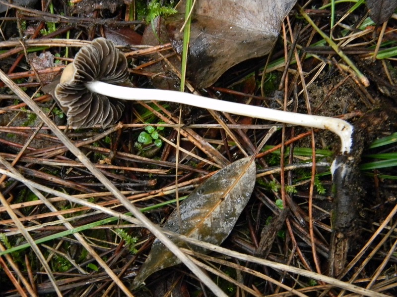 9) Fotogr.il 17.1.2015.sotto pineta marina con Leccio