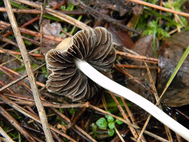 9) Fotogr.il 17.1.2015.sotto pineta marina con Leccio