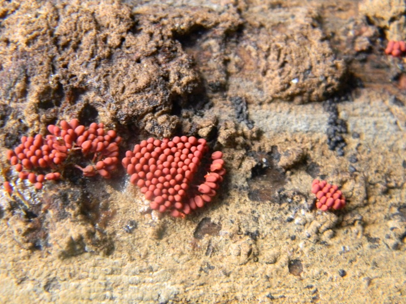 12) Fotogr.il 20.1.2015.sotto pineta marina con Leccio lignicolo