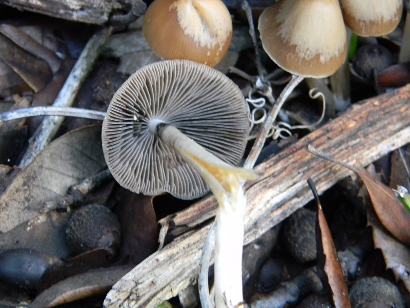 8)Fotogr.il 13.12.2016.sotto Leccio terreno sabbioso