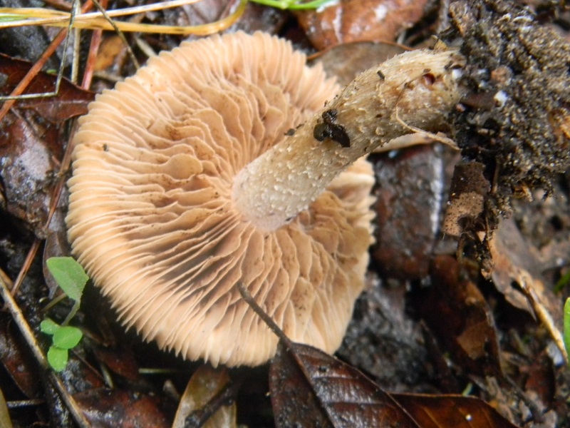 10)Fotogr.il 20.1.2015.sotto pineta marina con Leccio