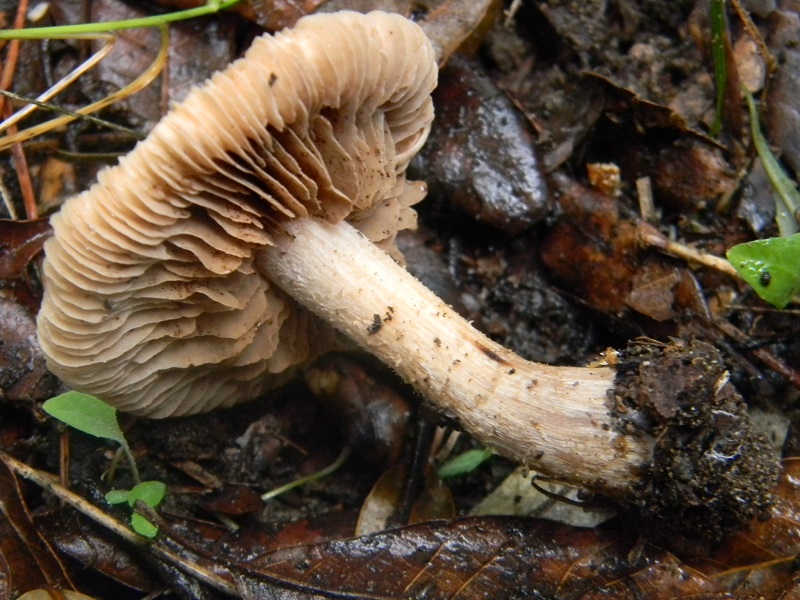 10)Fotogr.il 20.1.2015.sotto pineta marina con Leccio