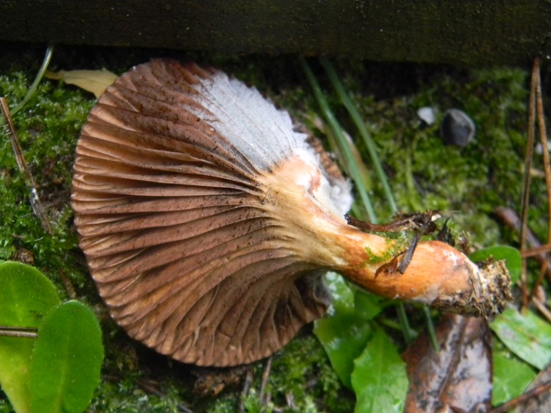 11) Fotogr.il 20.1.2015.sotto pineta marina con Leccio
