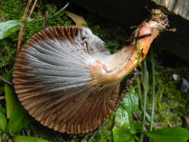 11) Fotogr.il 20.1.2015.sotto pineta marina con Leccio