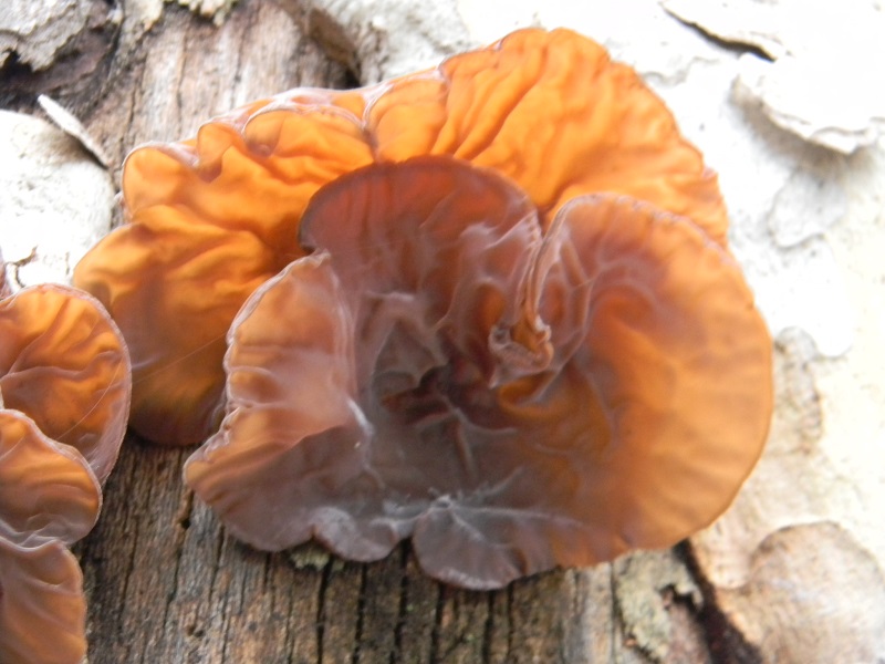 1) Fotogr.il 21.1.2015.sul tronco di un Platano dentro Roma