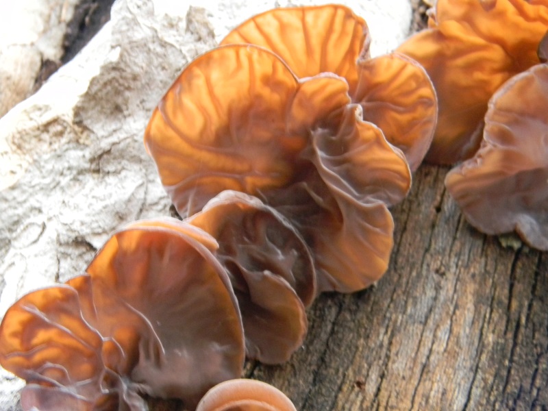 1) Fotogr.il 21.1.2015.sul tronco di un Platano dentro Roma