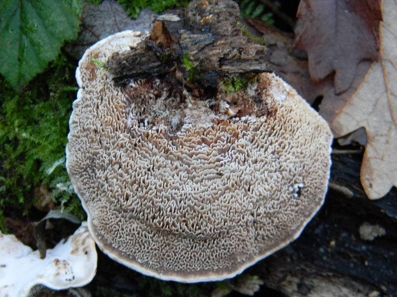 5)Fotogr.il 16.12.2016.sotto Quercia lignicolo