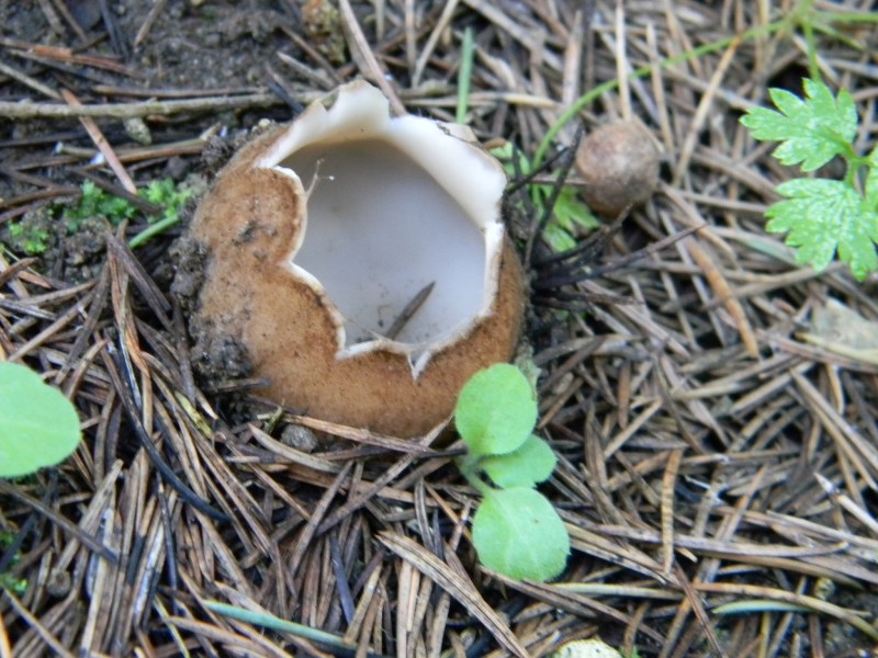 1)Fotogr. 1.2.2013.bosco misto aghifoglia e latifoglia