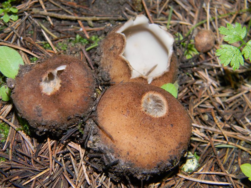 1)Fotogr. 1.2.2013.bosco misto aghifoglia e latifoglia