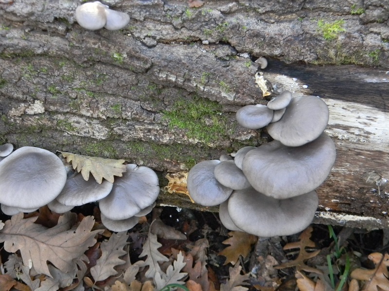 6)Fotogr.il 16.12.2016.sotto Quercia lignicolo ultimo del 16.12.
