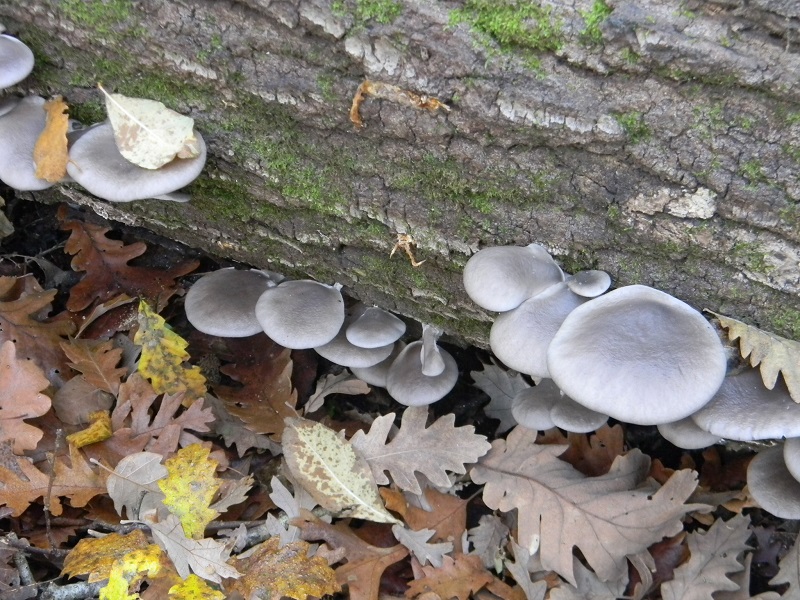 6)Fotogr.il 16.12.2016.sotto Quercia lignicolo ultimo del 16.12.