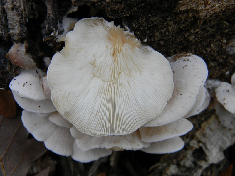 2)Fotogr.il 16.12.2016.sotto Quercia lignicolo