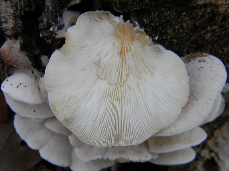 2)Fotogr.il 16.12.2016.sotto Quercia lignicolo