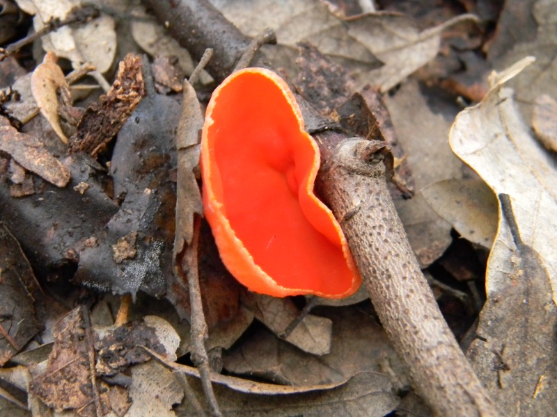 2)Fotogr. 1.2.2013.bosco misto aghifoglia e latifoglia