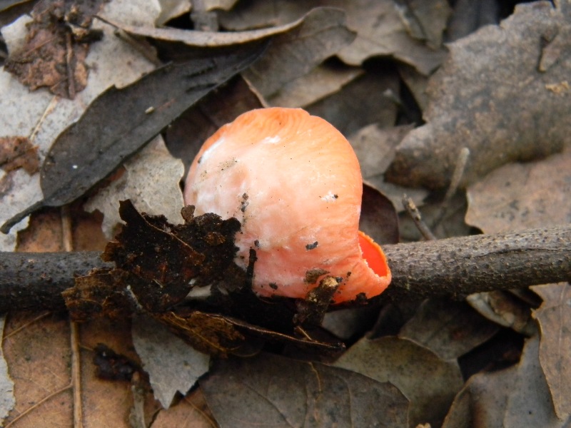 2)Fotogr. 1.2.2013.bosco misto aghifoglia e latifoglia