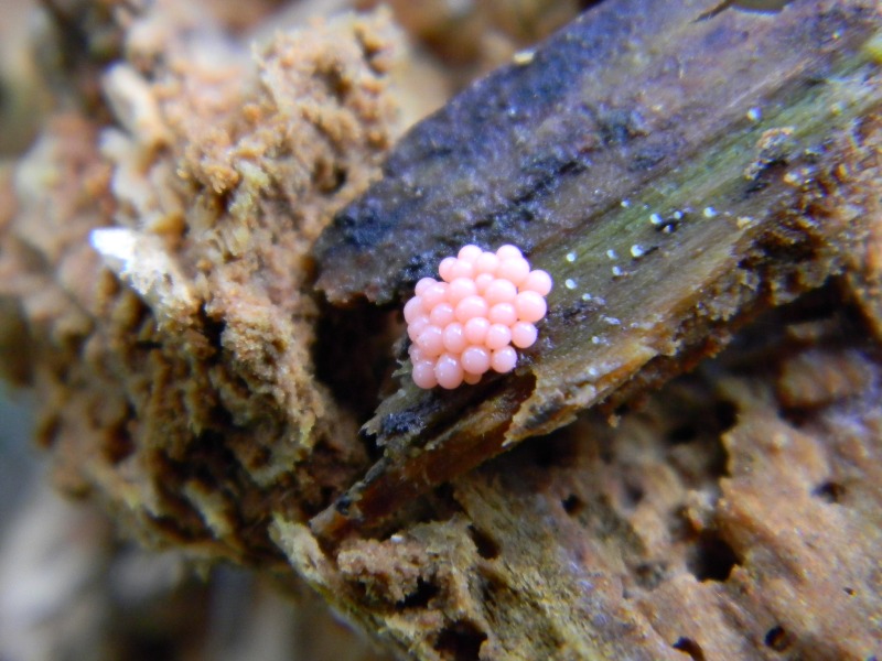 ..Fotogr. 1.2.2013.bosco misto aghifoglia e latifoglia