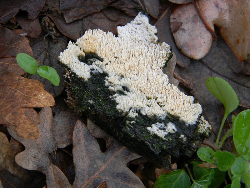 1)Fotogr.1.03.2011.sotto Qercia