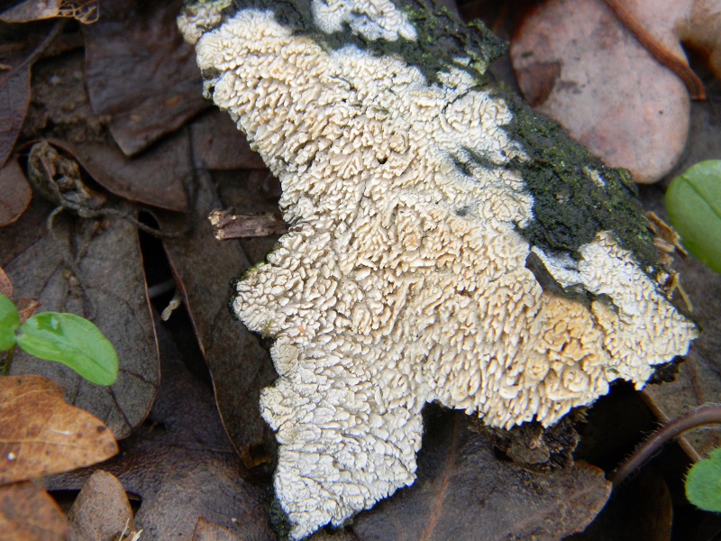 1)Fotogr.1.03.2011.sotto Qercia