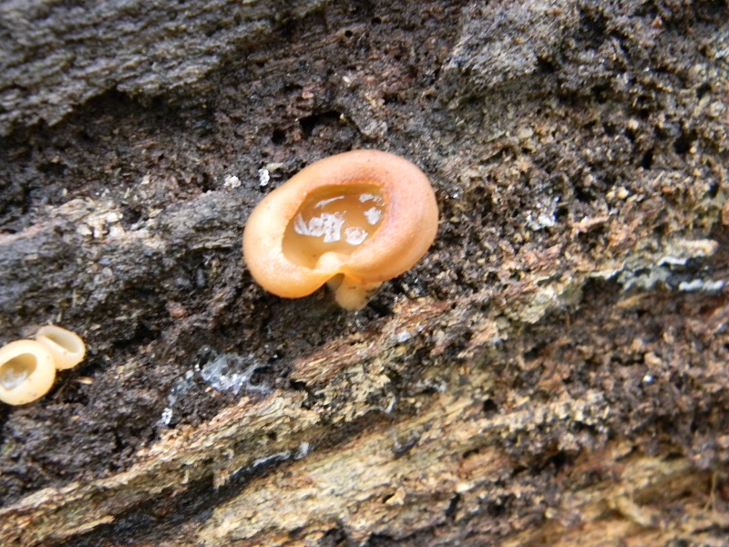 3)Fotogr.1.03.2011.sotto Quercia