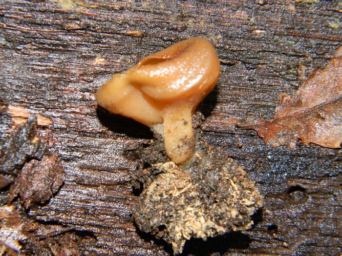 3)Fotogr.1.03.2011.sotto Quercia