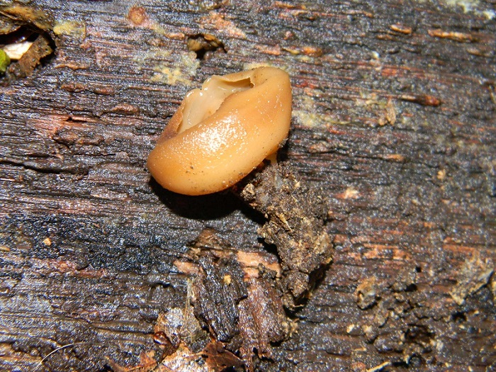 3)Fotogr.1.03.2011.sotto Quercia