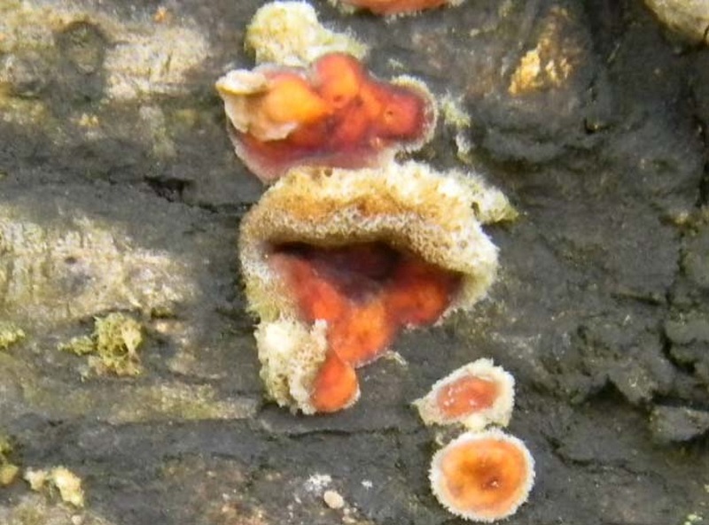 2)Fotogr.1.03.2011.sotto Quercia