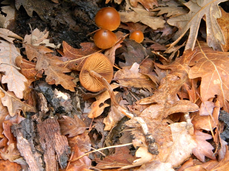 4)Fotogr.1.03.2011.sotto Quercia ultimo del 1.03.