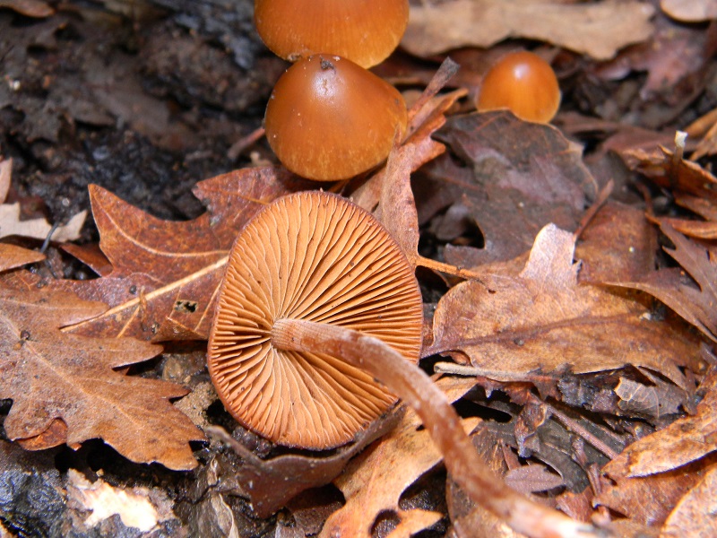 4)Fotogr.1.03.2011.sotto Quercia ultimo del 1.03.