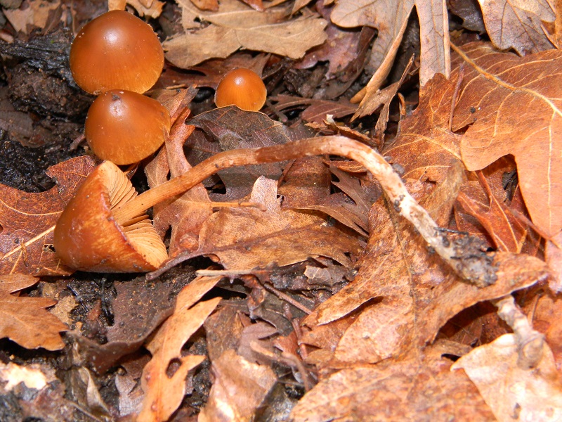 4)Fotogr.1.03.2011.sotto Quercia ultimo del 1.03.