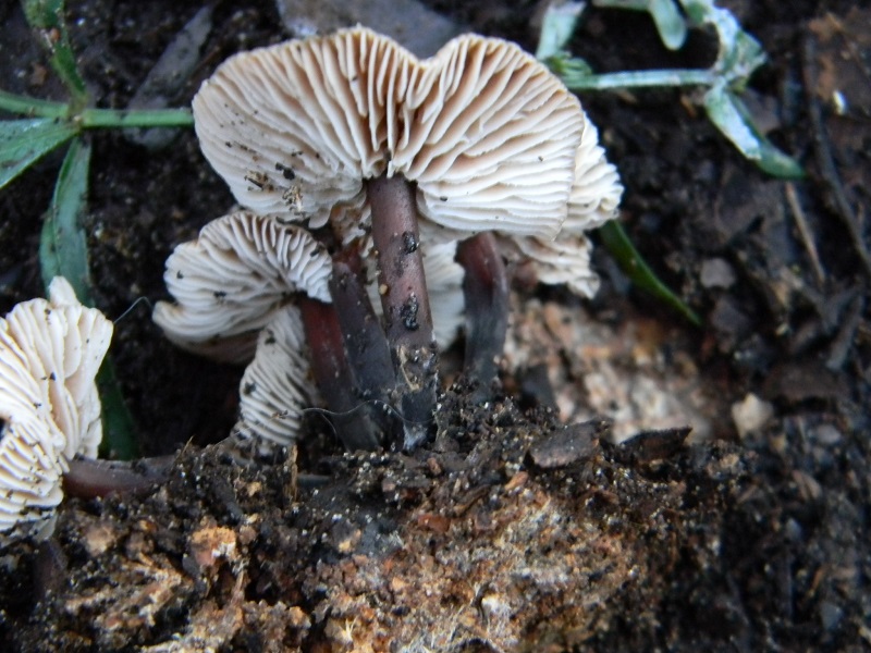 17)Fotogr.il 27.12.2016.sotto Leccio terreno sabbioso