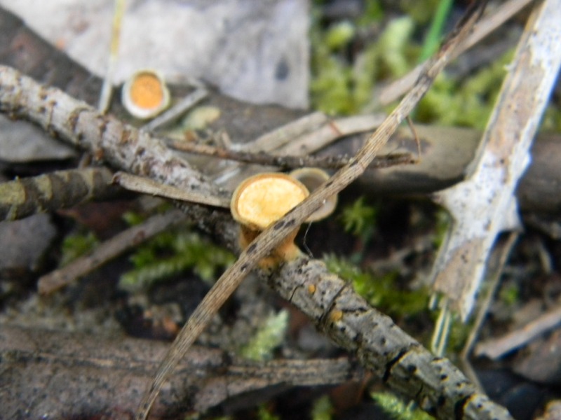 2) Fotogr. il 15.02.2013.sotto macchia Mediterranea