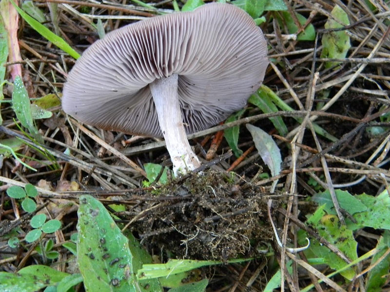 16)Fotogr.il 27.12.2016.sotto Leccio terreno sabbioso