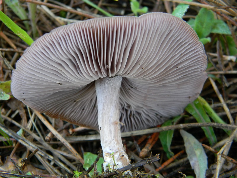 16)Fotogr.il 27.12.2016.sotto Leccio terreno sabbioso