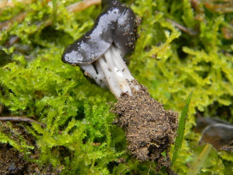 3) Fotogr. il 15.02.2013.sotto macchia Mediterranea