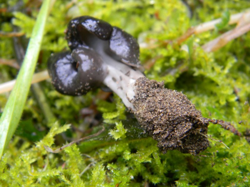 3) Fotogr. il 15.02.2013.sotto macchia Mediterranea