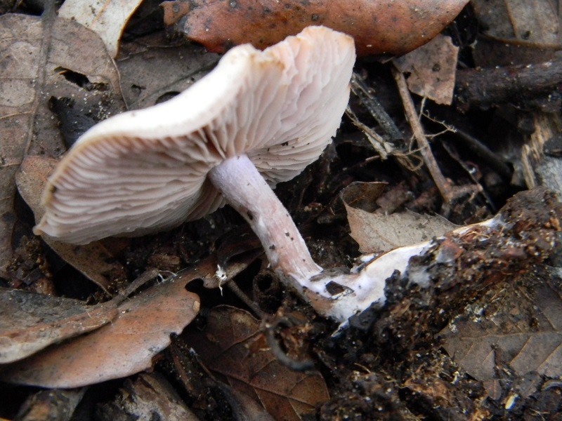 4)Fotogr.il 3.02.2017.sotto Leccio terreno sabbioso ultimo del 3.02.