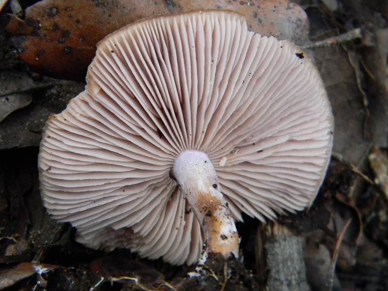 4)Fotogr.il 3.02.2017.sotto Leccio terreno sabbioso ultimo del 3.02.